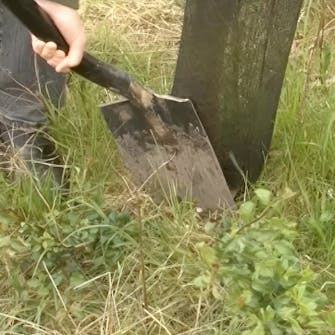 kirsikkapuun leikkaus kirsikkapuun leikkaus